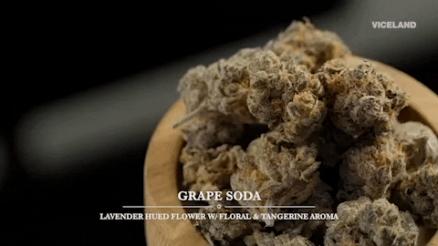 Weed Porn GIFs - Get the best GIF on GIPHY