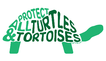 Turtles Sticker by World Turtle Day