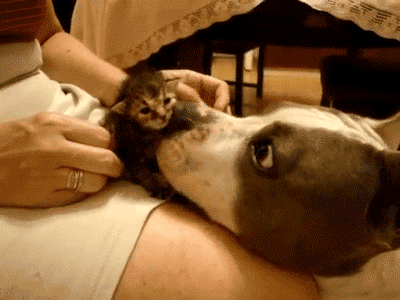 Animal Licking Human Pussy Gif - Pussy GIFs - Get the best GIF on GIPHY