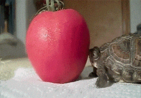 Often GIFs - Find & Share on GIPHY