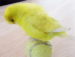 bird balancing GIF