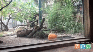 monkey pumpkin GIF by Jacksonville Zoo and Gardens