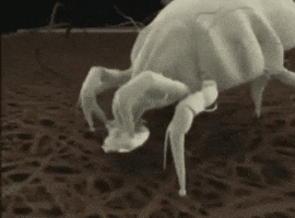 Dust Mite Bed GIF by Q Agency