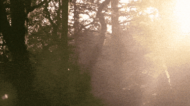 Bay Area Forest GIF by Chris