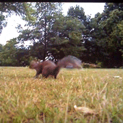Giphy - shocked squirrel GIF