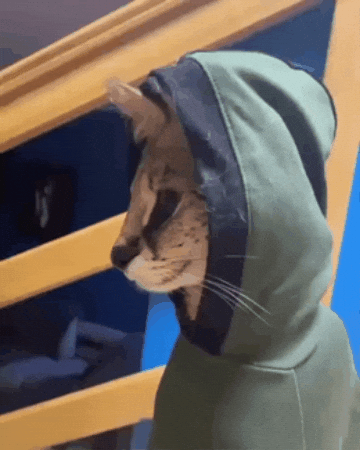 Cat GIF