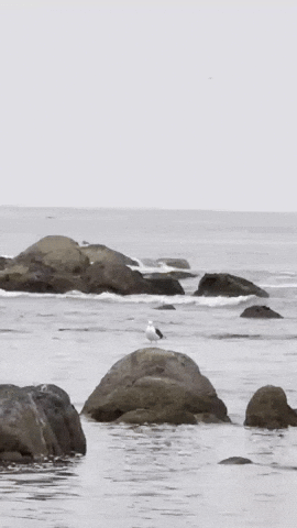 Beach Playa GIF