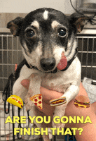 hungry hot dog GIF by Nebraska Humane Society