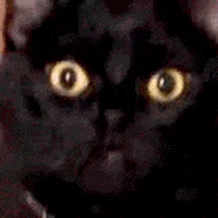 Black Cat Reaction GIF by Siri Dahl