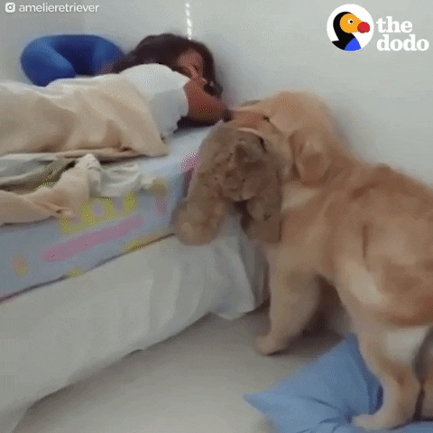 golden retriever dog wakes up little girl GIF by The Dodo