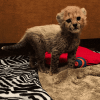 Happy Baby Animals Gif By San Diego Zoo Find Share On Giphy Happy Baby Animals Gif By San Diego Zoo Find Share On Giphy