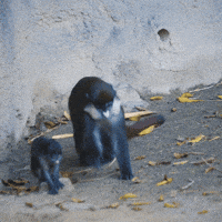 Best Baby Monkey Gifs Primo Gif Latest Animated Gifs Best Baby Monkey Gifs Primo Gif Latest Animated Gifs