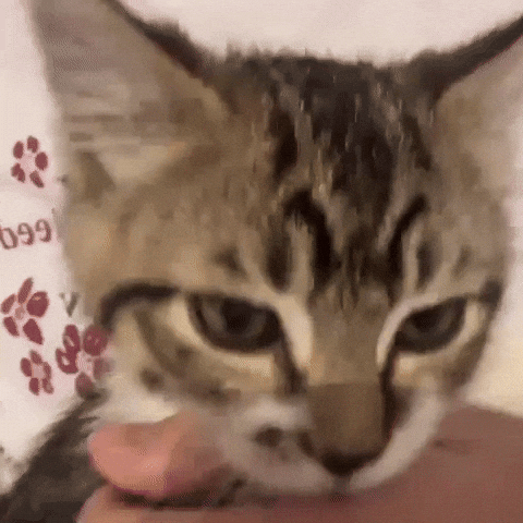 Cat Kitty GIF