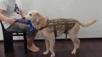 Dog Kong GIF
