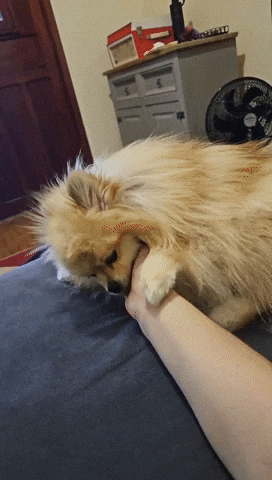 GIF by Jessica Capelini