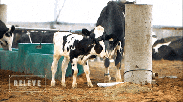 farm animals cow GIF by Productions Deferlantes