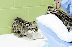 rolling clouded leopard GIF