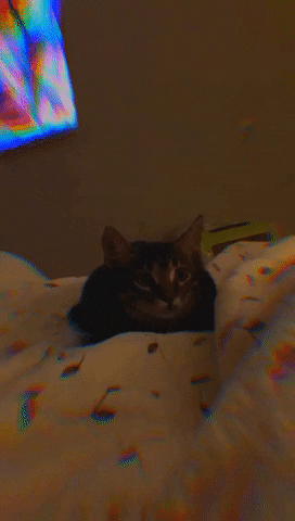 Cat Kitty GIF by Wave Istanbul