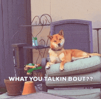 Doge GIF