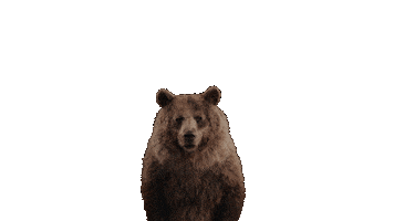 Winter Olympics Bear Sticker by PetroCanada