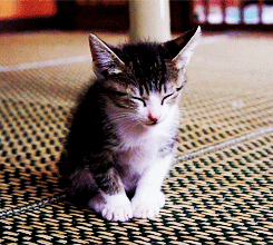tired kitten GIF