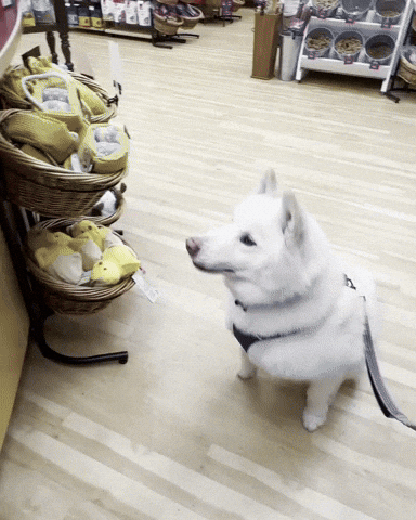 Treats Jax GIF