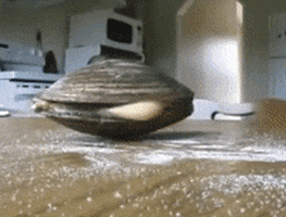 Clam Shell GIFs - Get the best GIF on GIPHY