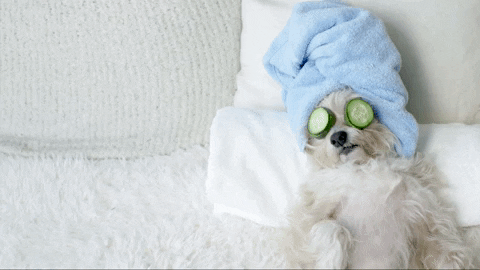 puppy chilling GIF by evite