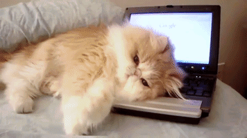 Cat Laptop GIF