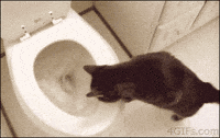 Cat-toilet GIFs - Get the best GIF on GIPHY Cat-toilet GIFs - Get the best GIF on GIPHY