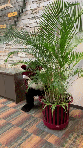 Fox Valley Technical College GIF