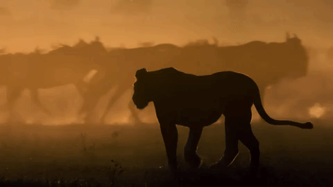 Big Cat GIF by BBC Earth - Find & Share on GIPHY