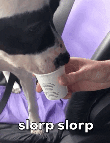 Dog Coffee GIF by Nebraska Humane Society