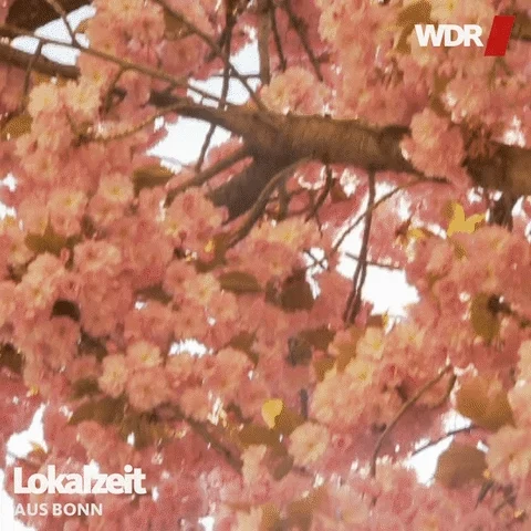 cherry blossom pink GIF by WDR