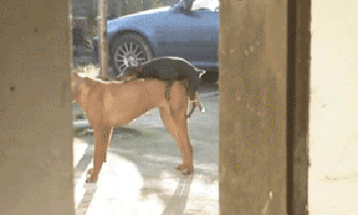 Girl And Dog Sex Gif - Dog sex GIFs - Get the best GIF on GIPHY