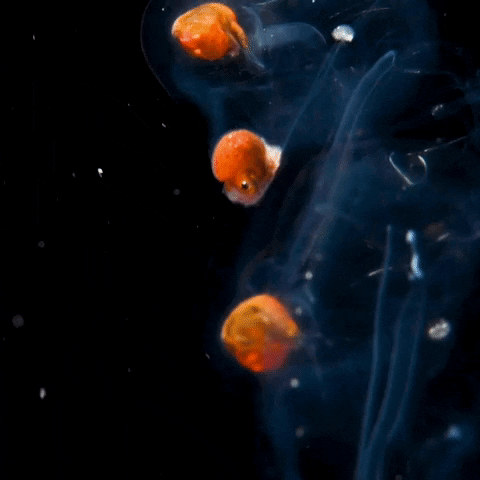 Ocean Jelly GIF by OctoNation® The Largest Octopus Fan Club!