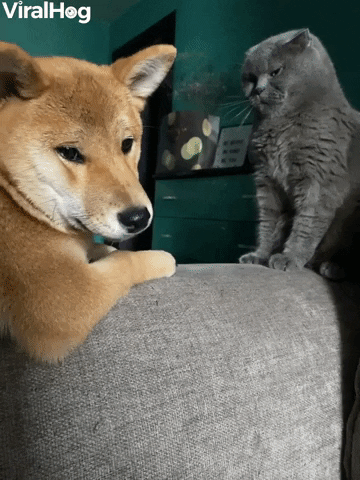 Pup Begs Cat To Play GIF by ViralHog