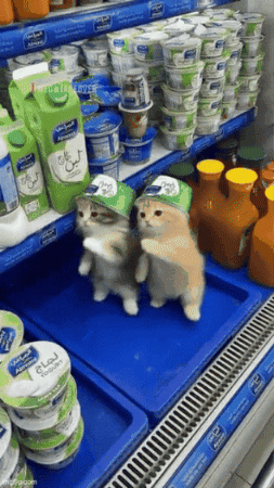 Dance GIF