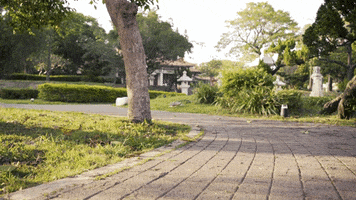 Dolly GIF