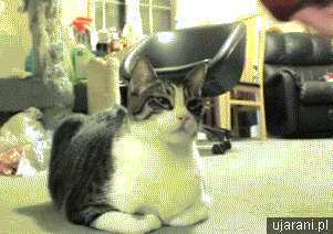 giphy.gif?cid=4d1e4f29c54284b23a55cc0adda233f4212e8c122f637ecb&rid=giphy.gif