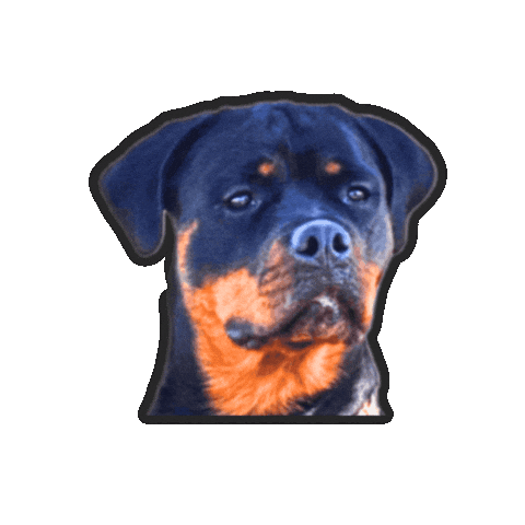 Dog Rottweiler Sticker by vannboozy