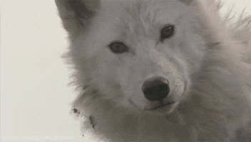 white wolf head GIF