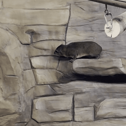Rock Hyrax Hide GIF by Valley Zoo Development Society