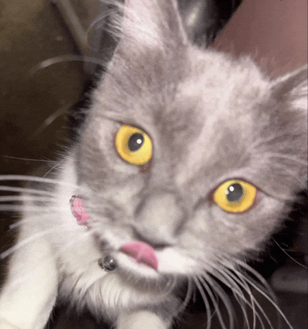 Cat Kitty GIF