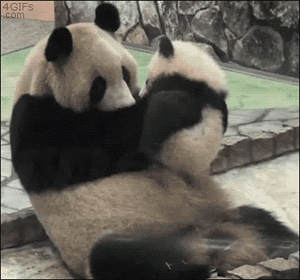 Post some Panda GIFs yall They are so cute