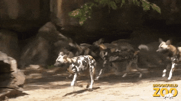 African Painted Dogs Running GIF by Brookfield Zoo