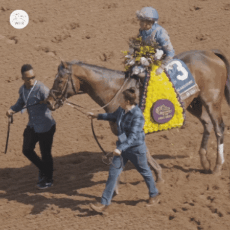 Happy Celebration GIF by World Horse Racing