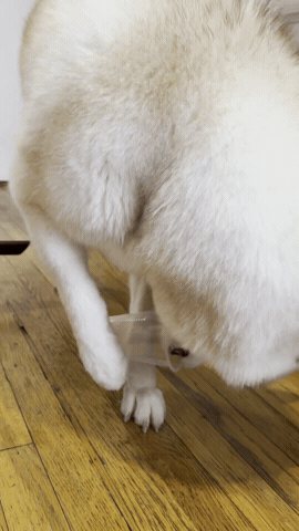 Animated GIF