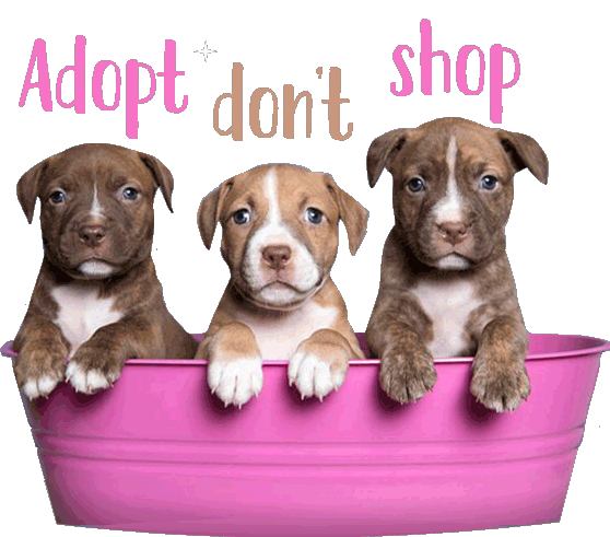 Pit Bull Love Sticker by Sophie Gamand for iOS & Android | GIPHY