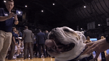 dog trip GIF by BIG EAST Conference